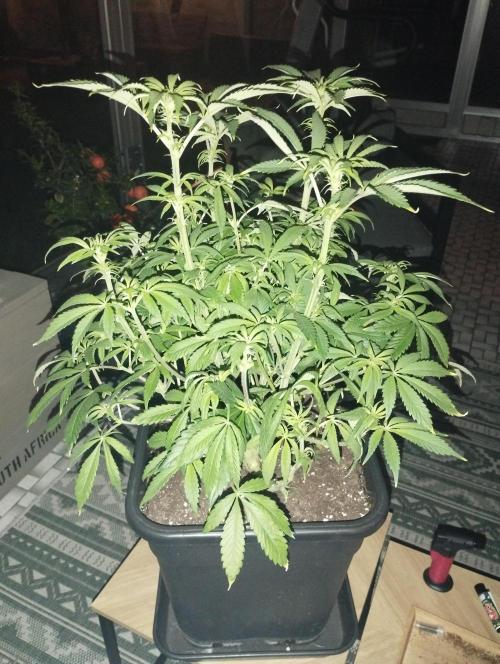 A1 (tester) - Dutch Passion. Week 10