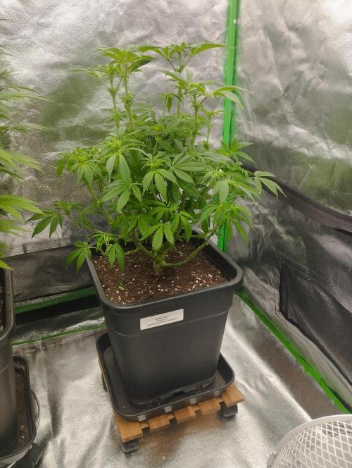 A1 (tester) - Dutch Passion. Week 10