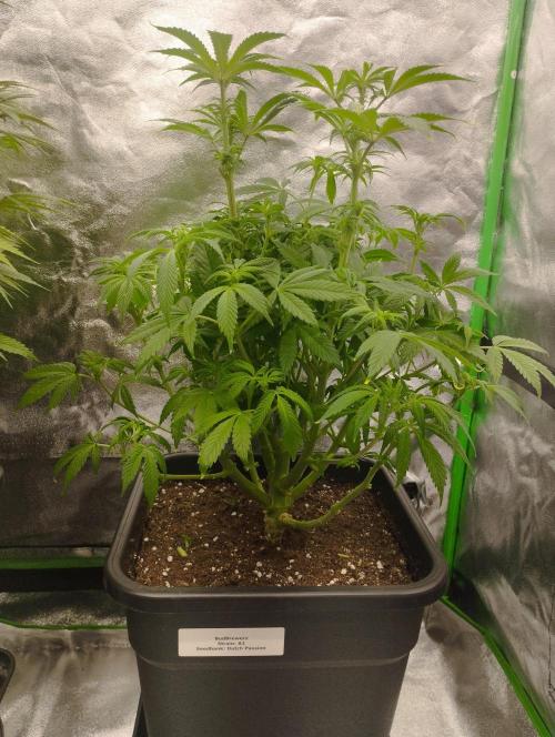 A1 (tester) - Dutch Passion. Week 10
