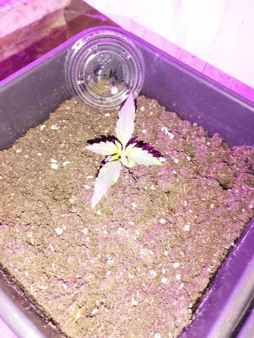 Cookies Haze - Kannabia. Week 2