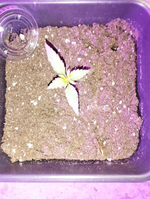 Cookies Haze - Kannabia. Week 2