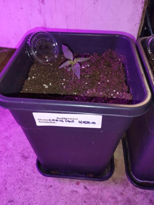 Cookies Haze - Kannabia. Week 2