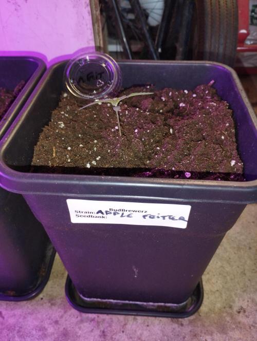 Apple Fritter - Kannabia. Week 2