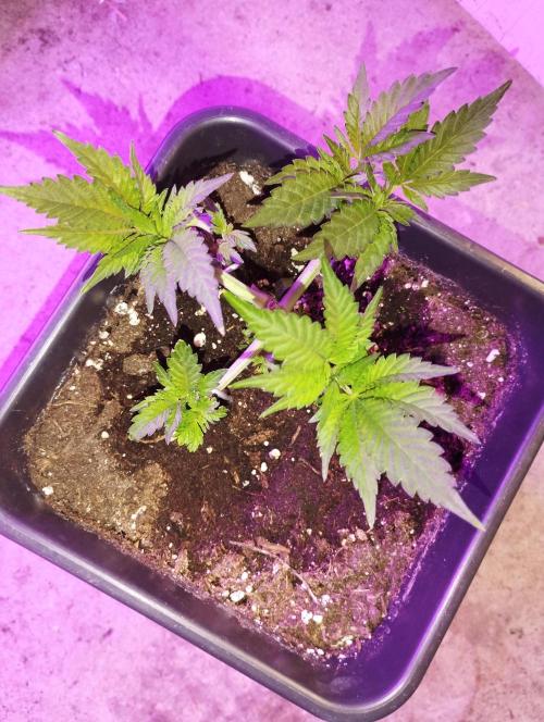 PMK (tester) - Dutch Passion. Week 6