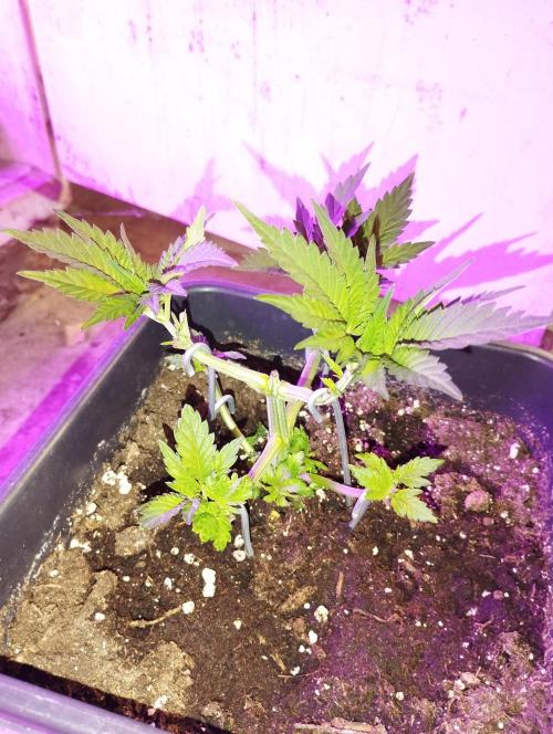 PMK (tester) - Dutch Passion. Week 6