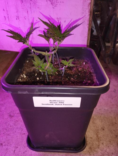 PMK (tester) - Dutch Passion. Week 6