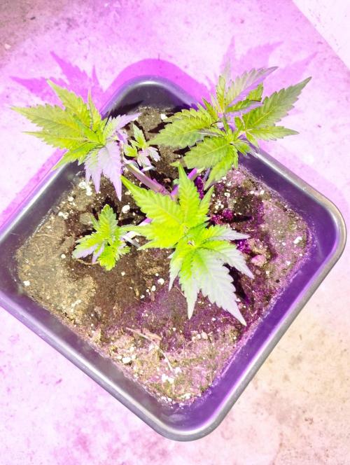 PMK (tester) - Dutch Passion. Week 6