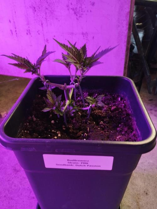 PMK (tester) - Dutch Passion. Week 6