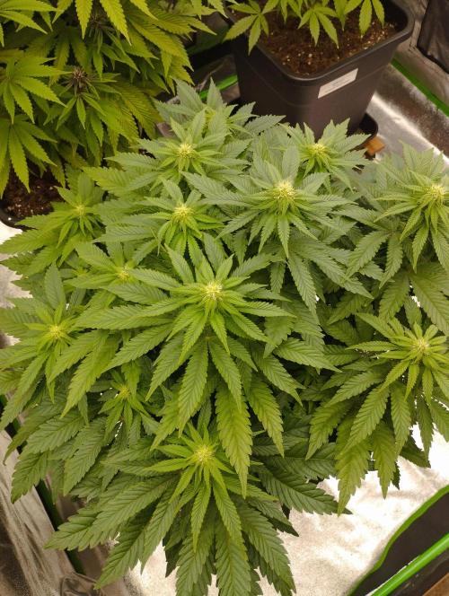 White Widow -Kera Seeds. Week 11