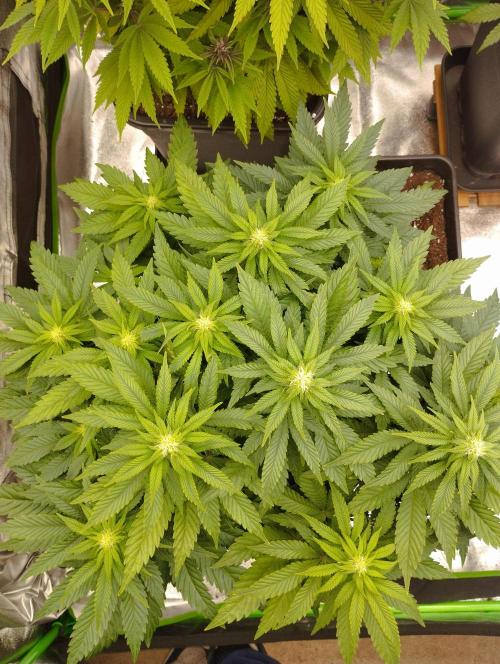 White Widow -Kera Seeds. Week 11