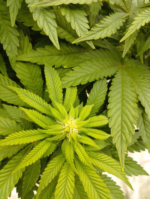 White Widow -Kera Seeds. Week 11