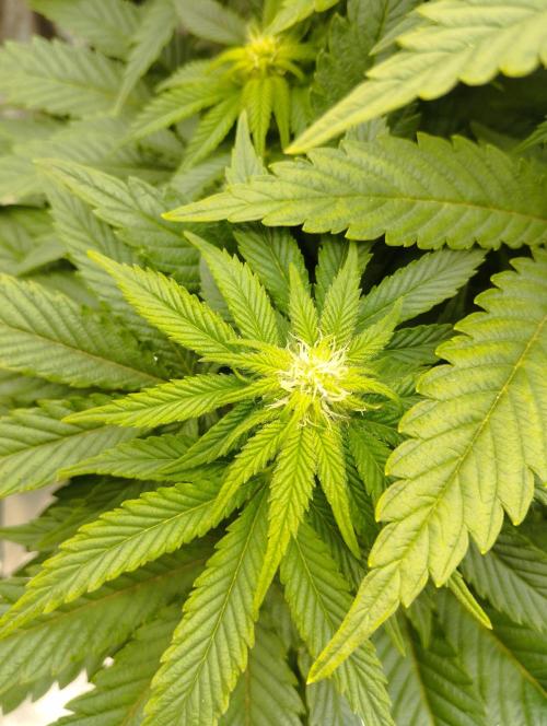 White Widow -Kera Seeds. Week 11