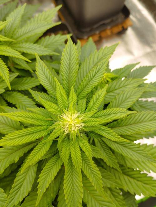White Widow -Kera Seeds. Week 11