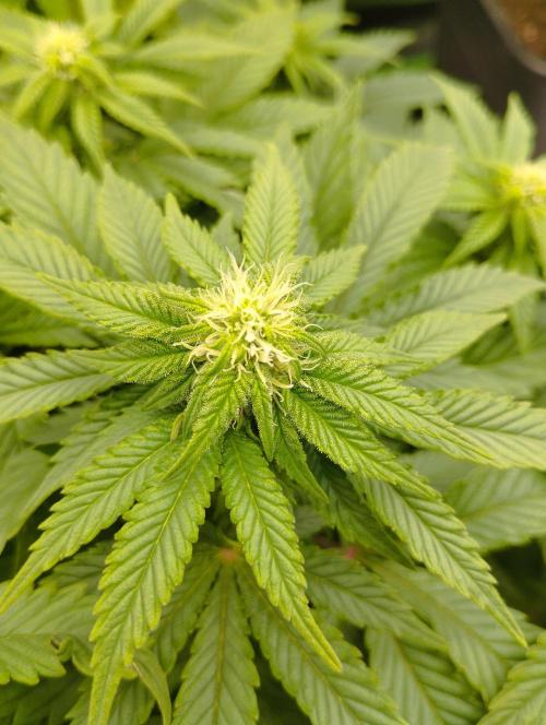 White Widow -Kera Seeds. Week 11