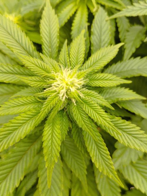 White Widow -Kera Seeds. Week 11