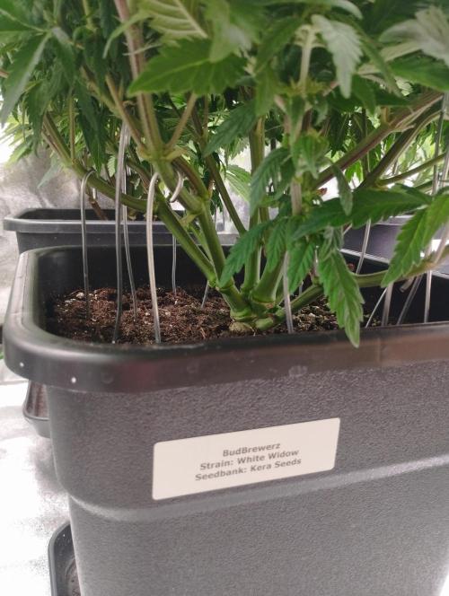 White Widow -Kera Seeds. Week 11