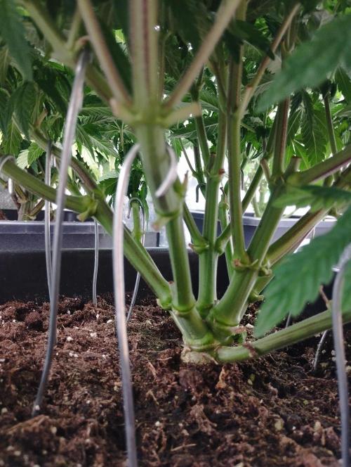 White Widow -Kera Seeds. Week 11