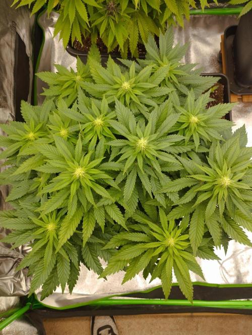 White Widow -Kera Seeds. Week 11