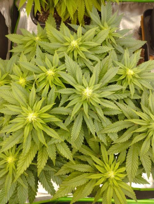White Widow -Kera Seeds. Week 11