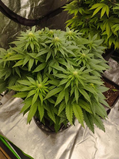 White Widow -Kera Seeds. Week 11