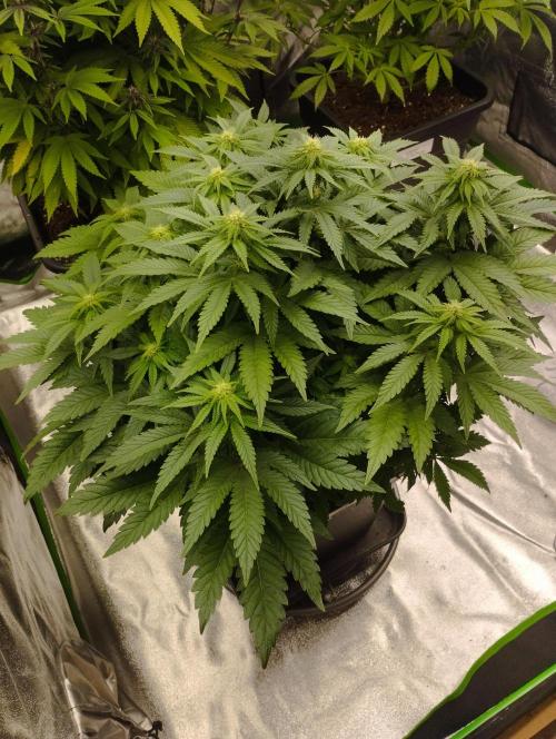 White Widow -Kera Seeds. Week 11