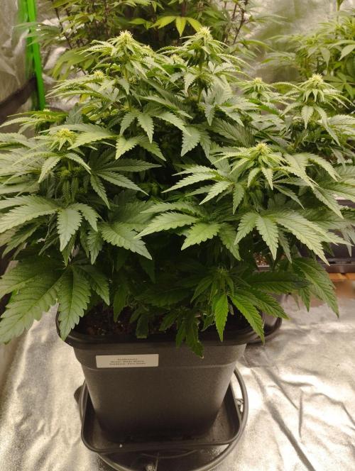 White Widow. Week 11