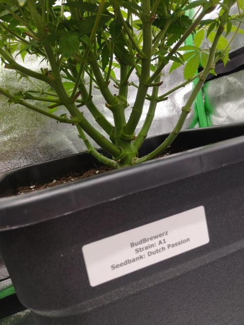 A1 (tester) - Dutch Passion. Week 11