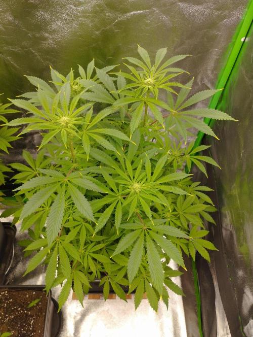 A1 (tester) - Dutch Passion. Week 11