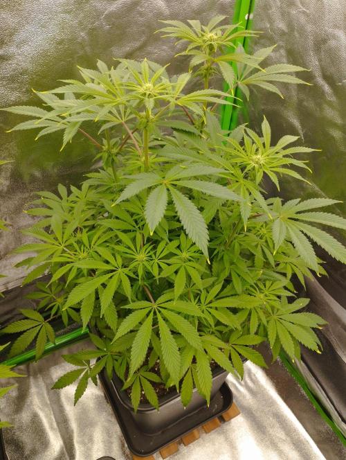 A1 (tester) - Dutch Passion. Week 11