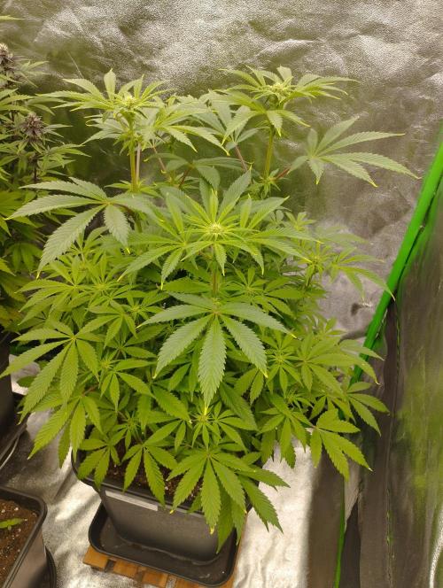 A1 (tester) - Dutch Passion. Week 11