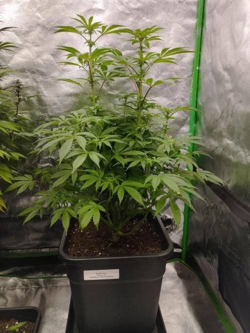 A1 (tester) - Dutch Passion. Week 11
