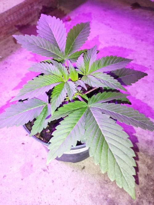 FBP - Dutch Passion. Week 4