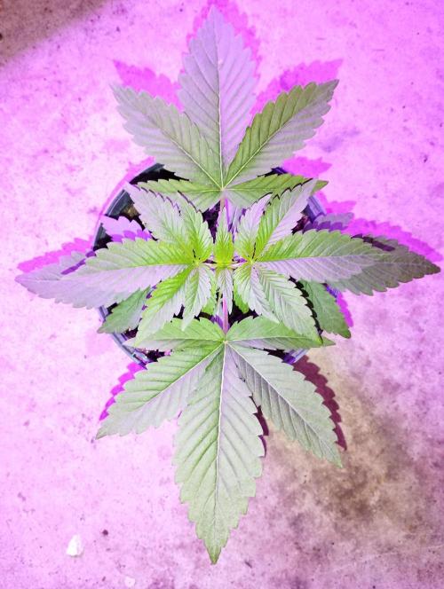 FBP - Dutch Passion. Week 4