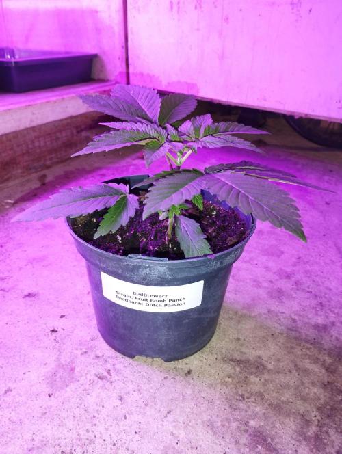 FBP - Dutch Passion. Week 4