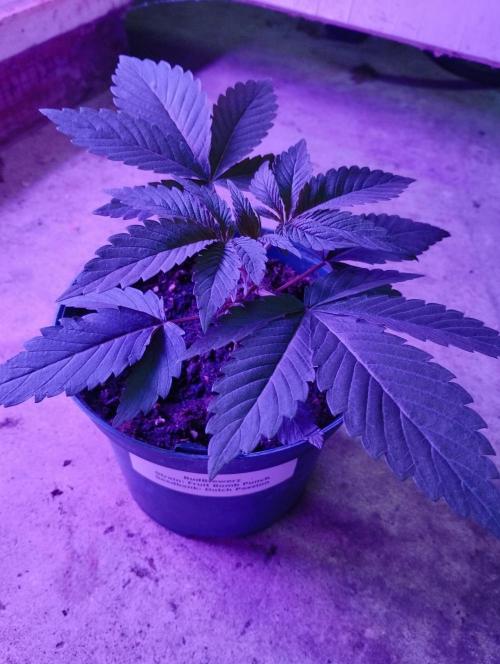 FBP - Dutch Passion. Week 4