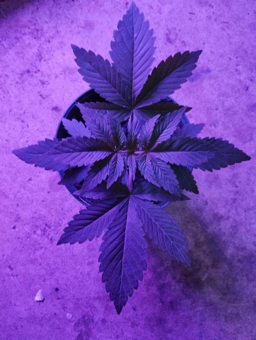 FBP - Dutch Passion. Week 4