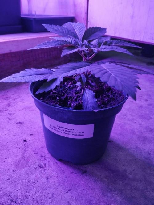 FBP - Dutch Passion. Week 4