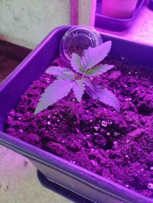Apple Fritter - Kannabia. Week 3