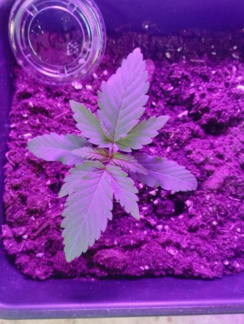 Apple Fritter - Kannabia. Week 3