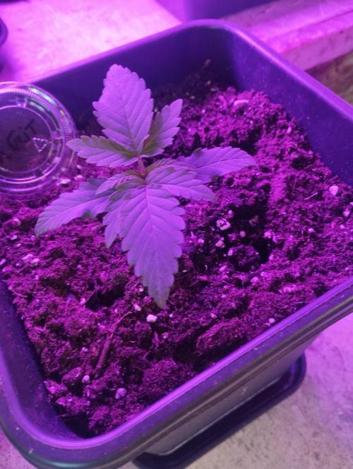 Apple Fritter - Kannabia. Week 3