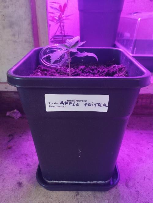 Apple Fritter - Kannabia. Week 3