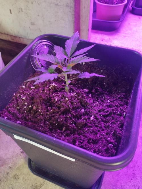 Cookies Haze - Kannabia. Week 3