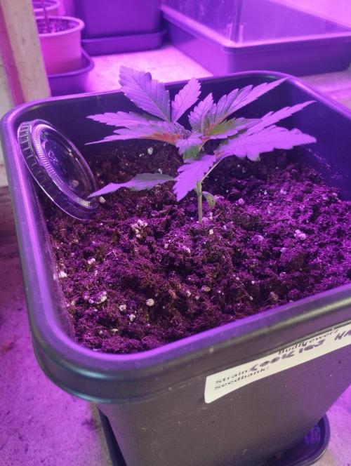 Cookies Haze - Kannabia. Week 3