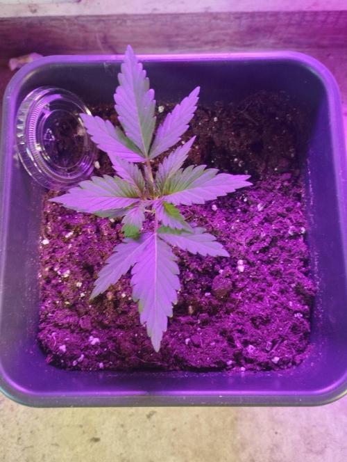 Cookies Haze - Kannabia. Week 3