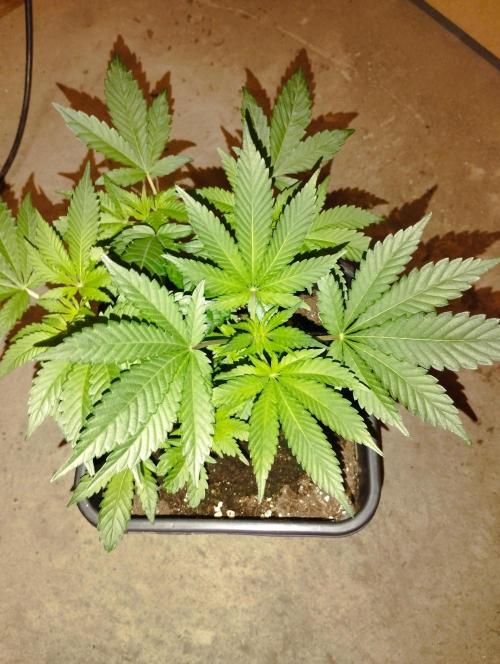 PMK (tester) - Dutch Passion. Week 7