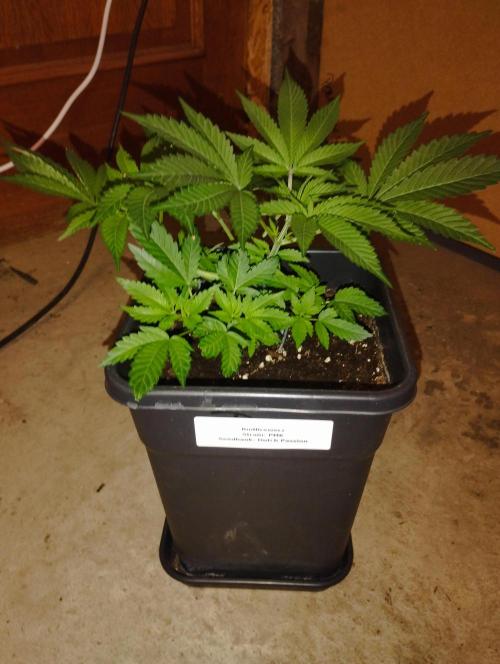 PMK (tester) - Dutch Passion. Week 7