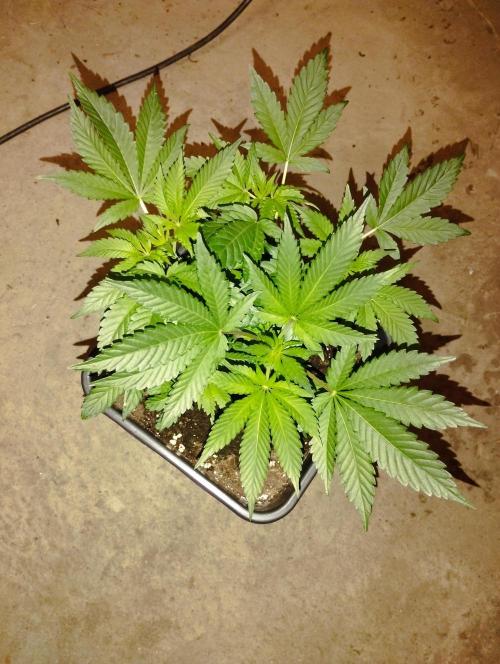 PMK (tester) - Dutch Passion. Week 7