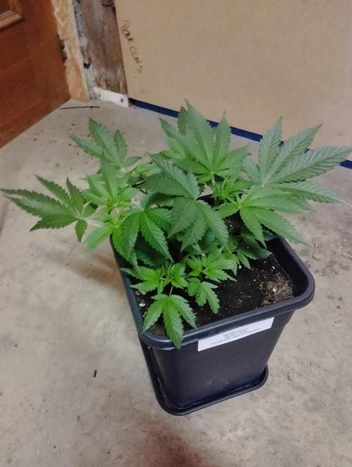 PMK (tester) - Dutch Passion. Week 7