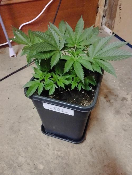 PMK (tester) - Dutch Passion. Week 7