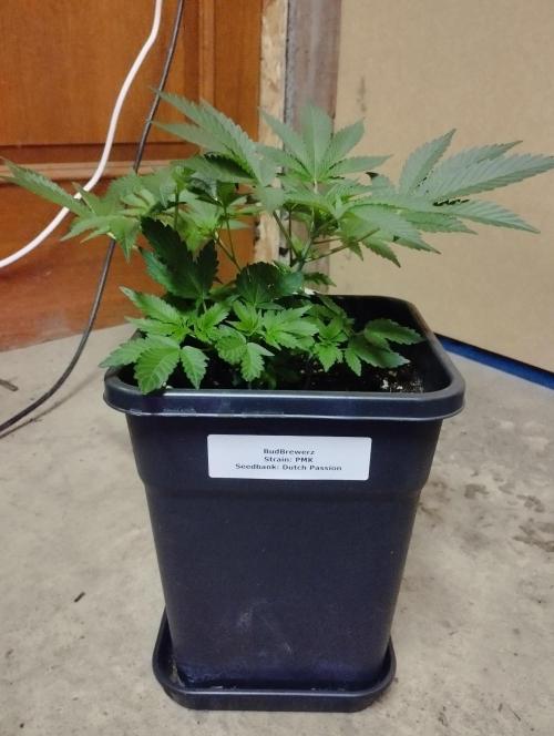 PMK (tester) - Dutch Passion. Week 7